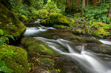 Small creek in lush forest