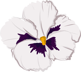 Hand drawn Blooming Pansy Flower illustrations element PNG file