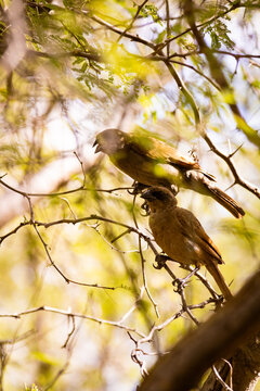 Casal de p&aacute;ssaros