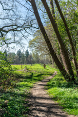 Trees growing along a hiking trail near Hummelo in The Netherlands