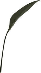 Hand drawn Troical leaves illustrations element PNG file