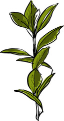 Hand drawn Troical leaves illustrations element PNG file