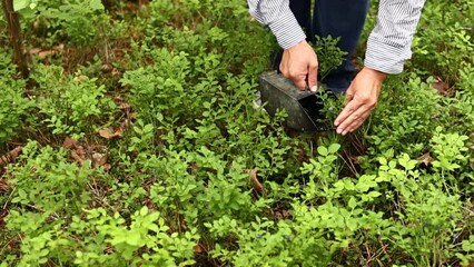 Male hands picking blueberries with berry scoop tool in forest. Faceless man plucking bilberries with special rake, harvesting comb at farmland. Gathering of huckleberries by picker, worker in garden