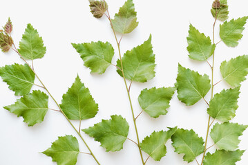 vine leaves isolated on white background