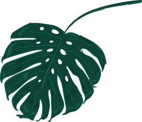 Hand drawn Troical leaves illustrations element PNG file © NOTTY-STUDIO