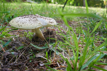 Specimen of the very toxic mushroom Amanita Phalloides, called Death Cap the most poisonous mushroom in the world, in its maximum splendor, with its cap fully unfolded.