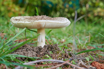 Specimen of the very toxic mushroom Amanita Phalloides, called Death Cap the most poisonous mushroom in the world, in its maximum splendor, with its cap fully unfolded.