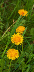 Green field with yellow dandelions. Closeup of yellow spring summer flowers