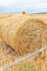 Freshly made hay rolls or bales in field during harvest season in cloudy day