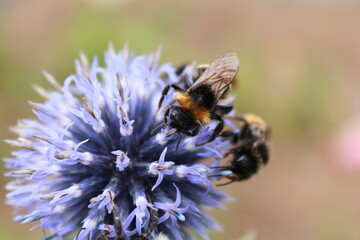 bee on a flower