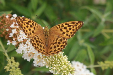 butterfly on a flower