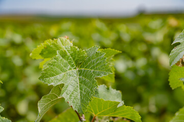 feuille de vigne dans un vignoble de champagne