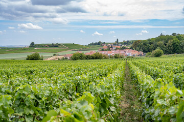 Fototapeta na wymiar vignes dans un village de champagne