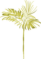 Obraz premium Hand drawn Palm tree illustrations element PNG file