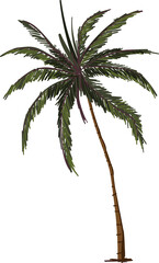 Fototapeta na wymiar Hand drawn Palm tree illustrations element PNG file