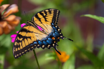 Eastern Tiger Swallowtail Butterfly on flowers