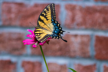 Eastern Tiger Swallowtail Butterfly on flowers