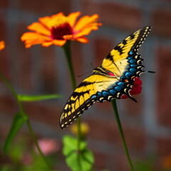 Eastern Tiger Swallowtail Butterfly on flowers