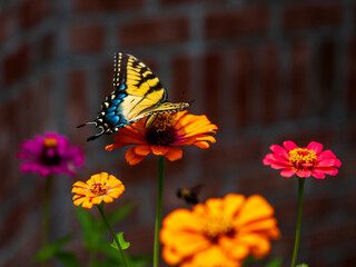 Eastern Tiger Swallowtail Butterfly on flowers
