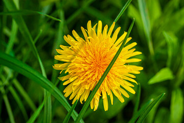 Close-up of one bright yellow dandelion in green meadow grass