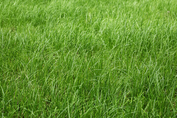 tall green grass in a meadow, pasture, unmown green lawn or lawn