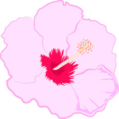 Hand drawn Hibiscus flower illustrations element PNG file