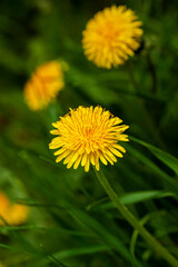 Yellow spring dandelions close-up, green spring meadow
