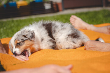 Australian Shepherd puppy lies down in an orange blanket and teases his owner. Playing with human's...