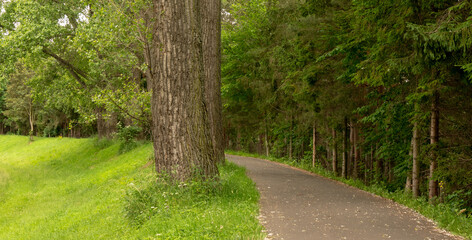 Road in city park in summer.
