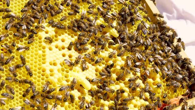 extreme close-up of a honeycomb where you can see the cells of real bees,realera, real bee, 4k video