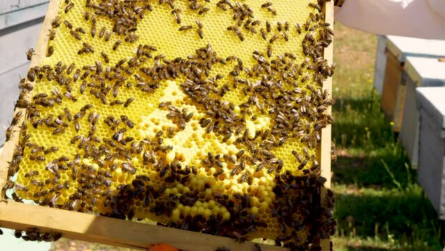 beekeeper holding with his hands a honeycomb and indicating where the queen bee cell is, 4k video