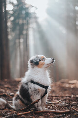 Female Australian Shepherd puppy in colour blue merle sits on a forest path in the middle of the woods, the sunlight shining through the morning mist through the treetops