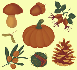 Autumn set of autumn fruits.
Pumpkin, rosehip, rosehip fruit, acorn, chestnut, cone, mushroom, maple.