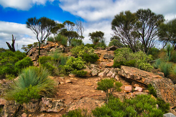 Landscape with red rocks, casuarinas, shrubs and grass trees in Dutchmans Stern, in the south end...