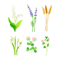 Set of field and meadow wild flowers and herbs. Snowdrop, lavender, ear of wheat, clover, lily of the valley decorative herbal plants cartoon vector illustration