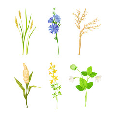 Fototapeta na wymiar Set of field and meadow wild flowers and herbs. Sorghum, cornflower, strawberry, cereal decorative herbal plants cartoon vector illustration