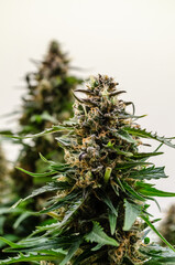 Cannabis medical in flowering, indoor, buds