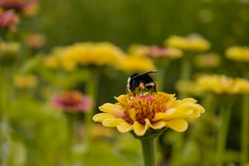 bee on flower