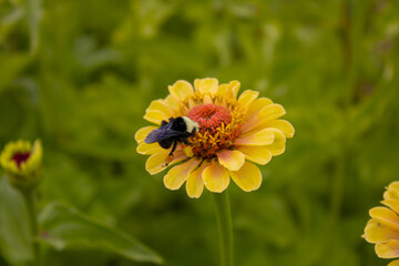 bee on flower