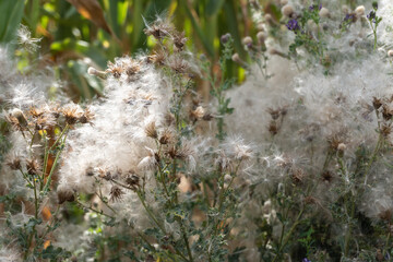 pollen on a background of branch and dead leaf