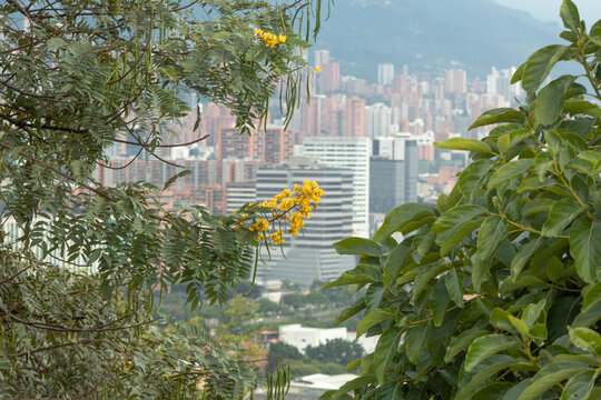 A plant with yellow flowers with buildings out of focus in the background