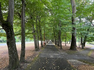 Fototapeta premium Spa garden Julijes park - Daruvar, Croatia (Lječilišni perivoj Julijev park - Daruvar, Hrvatska)
