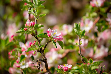 Spring blooming sakura trees. Pink flowers Sakura Spring landscape with blooming pink tree. Beautiful sakura garden on a sunny day.Beautiful concept of romance and love with delicate flowers.
