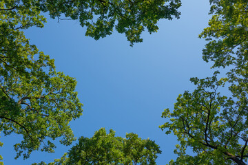 Blue clear sky surrounded by tree branches with green foliage in the forest
