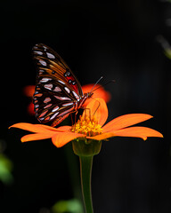 butterfly on flower - 525689028