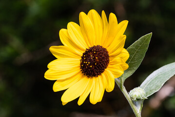 yellow sunflower - 525689046