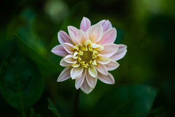 pink and white dahlia - 525689070