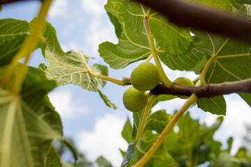 Branches of fig tree, Ficus carica with green leaves and fruit. selective focus. Delicious Green...
