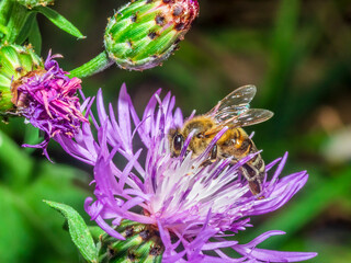Bee 182