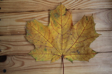 autumn leaves on wooden background